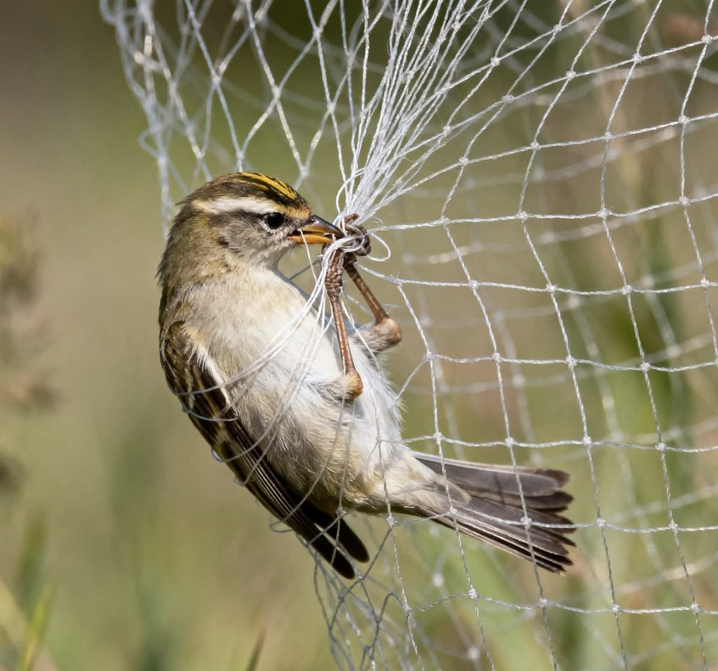 Bird Protection Net